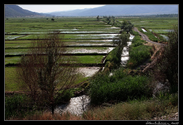Turkey - rice fields at Dereky