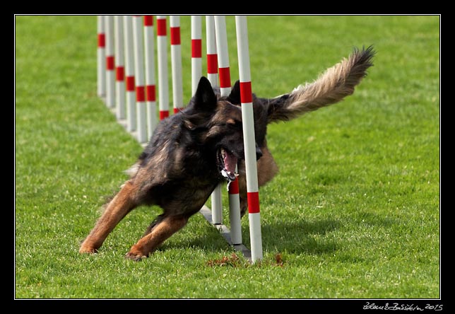 FMBB 2015, Agility 1, 8.5.2015