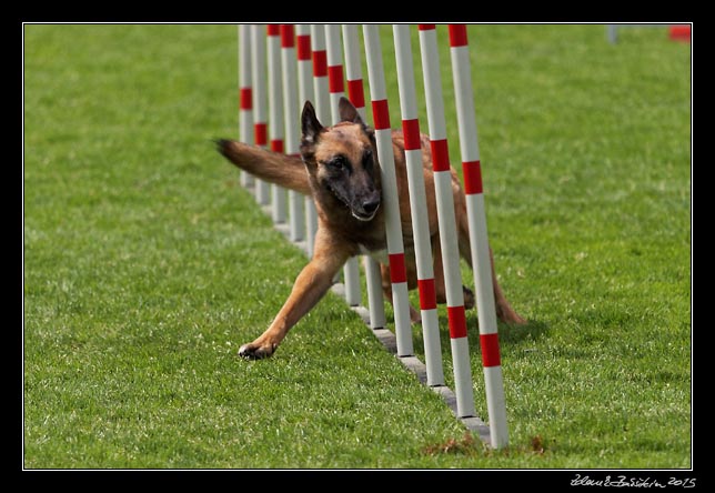 FMBB 2015, Agility 1, 8.5.2015