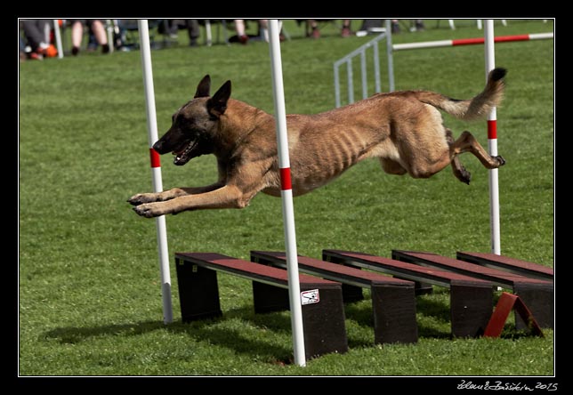 FMBB 2015, Agility 1, 8.5.2015