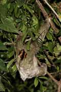 lenochod tprst - three-toed sloth - bradypus tridactylus