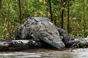 krokodl - american crocodile - crocodylus acutus
