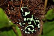 pralesnika batikovan - black and green dart frog - dendrobates auratus