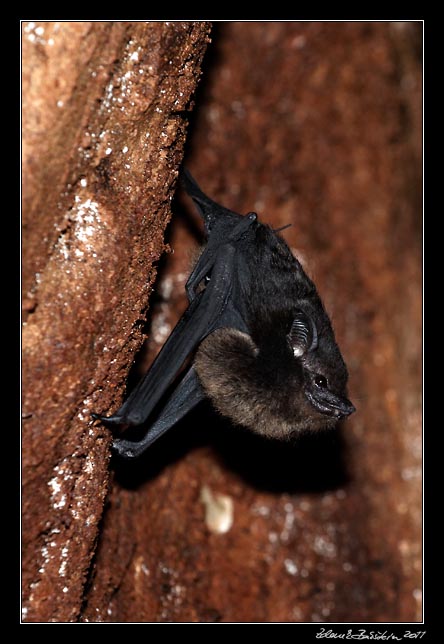 netopr - a bat