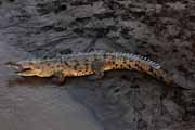 krokodl - american crocodile - crocodylus acutus
