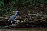 volavka modroed - little blue heron - egretta caerulea