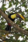 tukan hndohbet - chestnut-mandibled toucan - ramphastos swainsonii