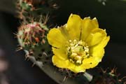 Andalucia - blooming opuntia