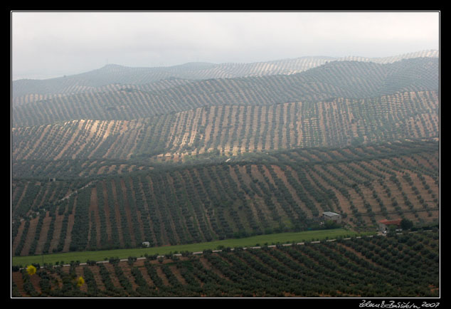 Andalucia - olive groves at Moclín