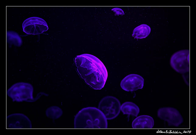 Gran Canaria - Las Palmas - Acuario Poema del Mar