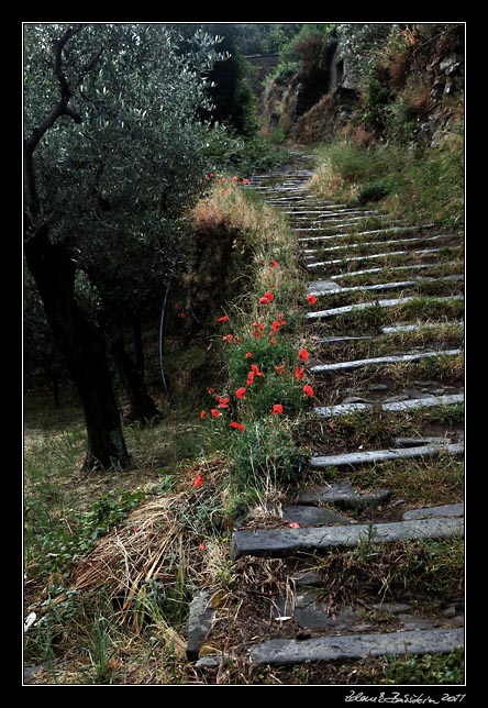 Cinque Terre - footpath to Volastra