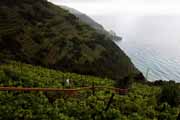 Cinque Terre - vineyard monorail