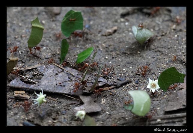 Costa Rica - Manzanillo - leaf cutter ants