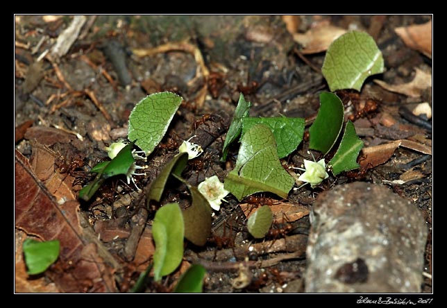 Costa Rica - Manzanillo - leaf cutter ants