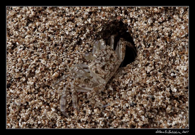 Costa Rica - Manzanillo - crab in a sand hole