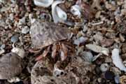 Costa Rica - Manzanillo - hermit crab