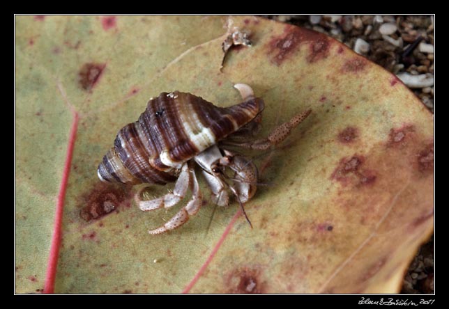 Costa Rica - Manzanillo - hermit crab