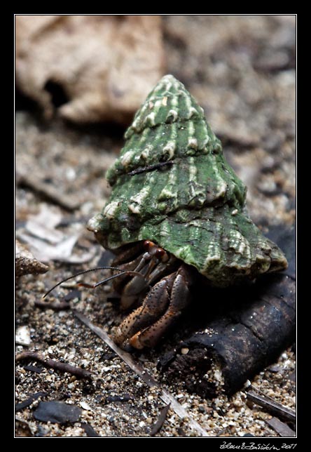 Costa Rica - Manzanillo - hermit crab