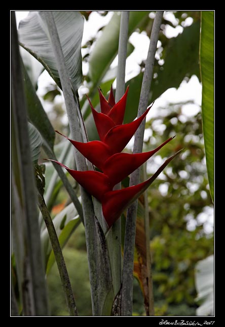 Costa Rica - Manzanillo - a heliconia