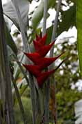 Costa Rica - Manzanillo - a heliconia