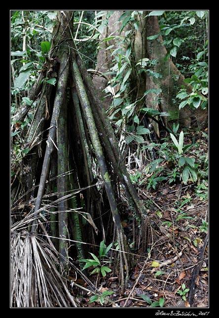 Costa Rica - Manzanillo - roots