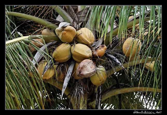 Costa Rica - Manzanillo - coconuts