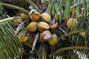 Costa Rica - Manzanillo - coconuts