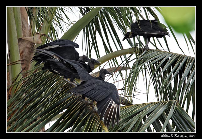 Costa Rica - Manzanillo - black vulture