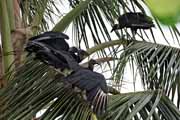 Costa Rica - Manzanillo - black vulture