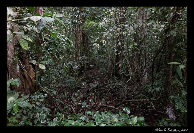 Costa Rica - Cahuita - rain forest