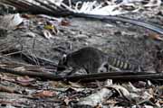 Costa Rica - Cahuita - northern raccoon