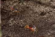 Costa Rica - Cahuita - land crabs