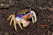 Costa Rica - Cahuita - land crab