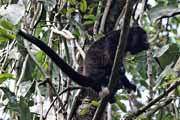 Costa Rica - Cahuita - howler monkey