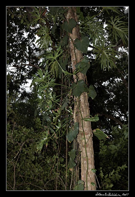 Costa Rica - Cahuita - monstera