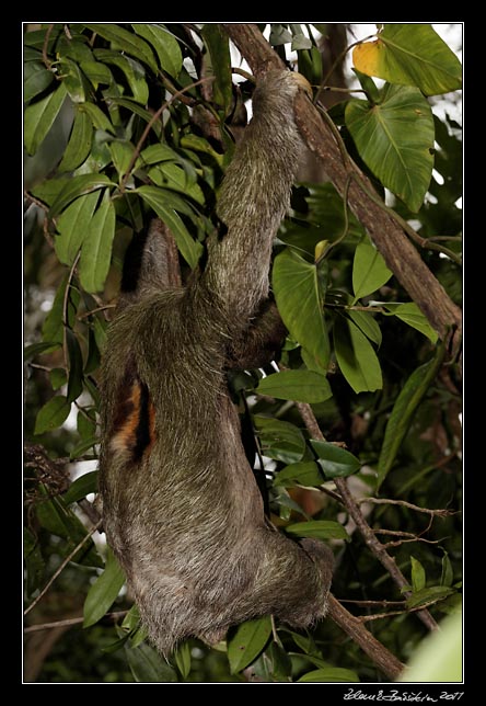 Costa Rica - Cahuita - three-toed sloth