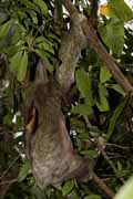 Costa Rica - Cahuita - three-toed sloth
