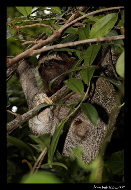 Costa Rica - Cahuita - three-toed sloth