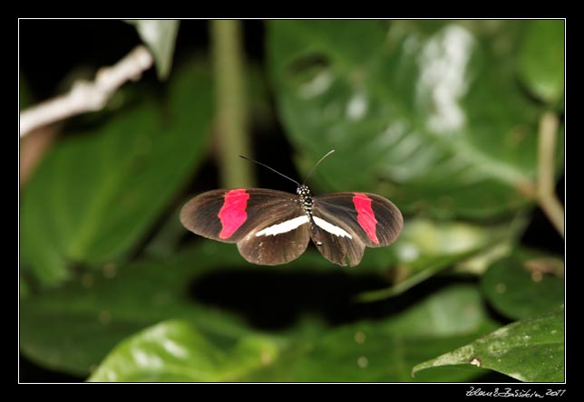 Costa Rica - Cahuita - small postman butterfly