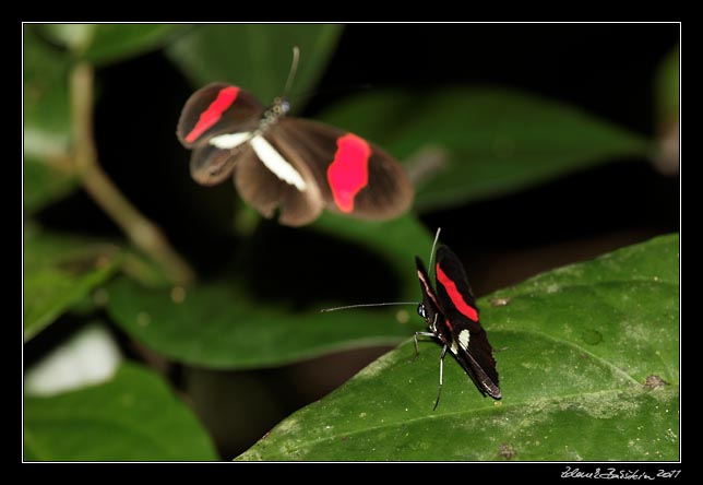 Costa Rica - Cahuita - small postman butterfly