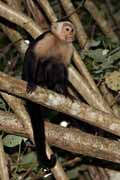 Costa Rica - Cahuita - white throated capuchin