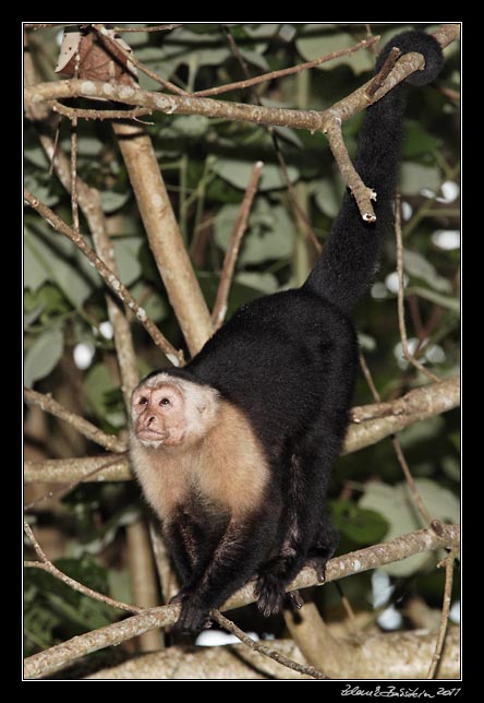 Costa Rica - Cahuita - white throated capuchin