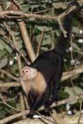 Costa Rica - Cahuita - white throated capuchin