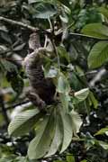 Costa Rica - Tortuguero canal - three-toed sloth
