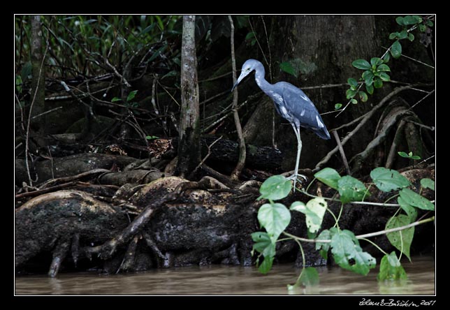 Costa Rica - Tortuguero canal - little blue heron