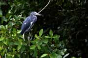 Costa Rica - Tortuguero canal - little blue heron