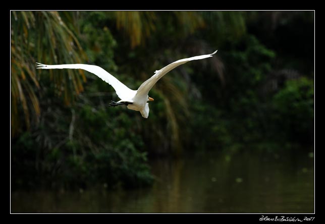 Costa Rica - Tortuguero canal - snowy egret