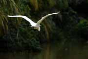 Costa Rica - Tortuguero canal - snowy egret