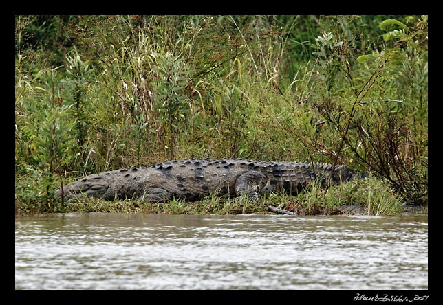 Costa Rica - Tortuguero canal - american crocodile