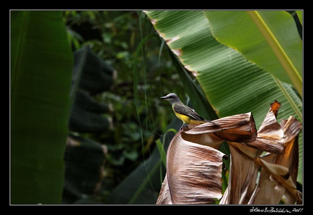 Costa Rica - Tortuguero canal - tropical kingbird